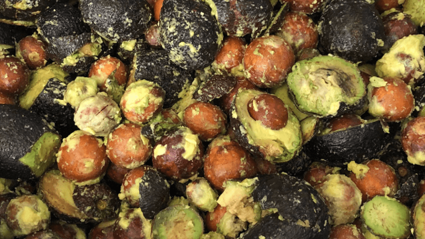 Avocado-residues-in-San-Gregorio-Residuos-del-aguacate-en-San-Gregorio (1).png